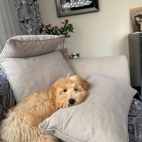 Maltese, Köpek  Cookie fotoğrafı