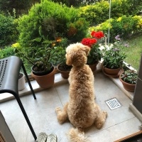 Maltese, Köpek  Cookie fotoğrafı