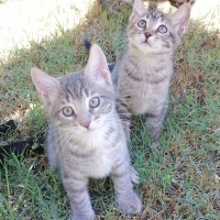 Tekir Kedi, Kedi  Griş fotoğrafı