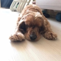Amerikan Cocker Spaniel, Köpek  paşa fotoğrafı