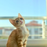 Sarman, Kedi  Lila fotoğrafı