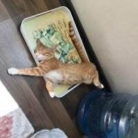 Sarman, Kedi  Lila fotoğrafı