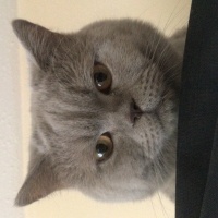 British Shorthair, Kedi  Paşa fotoğrafı