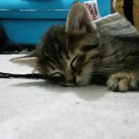 Tekir Kedi, Kedi  Petek fotoğrafı