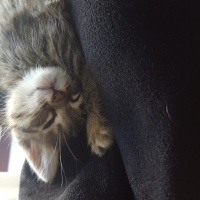 Tekir Kedi, Kedi  Petek fotoğrafı