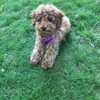 Poodle (Minyatür Kaniş), Köpek  SHİLA fotoğrafı