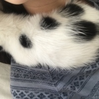 Tuxedo (Smokin) Kedi, Kedi  Sinba fotoğrafı