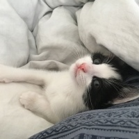 Tuxedo (Smokin) Kedi, Kedi  Sinba fotoğrafı