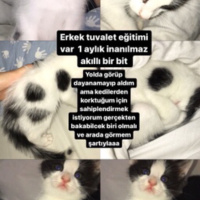 Tuxedo (Smokin) Kedi, Kedi  Sinba fotoğrafı