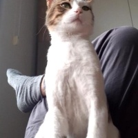 Tekir Kedi, Kedi  Tarçın fotoğrafı