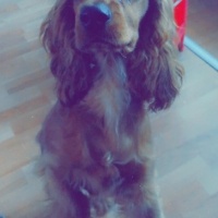 Amerikan Cocker Spaniel, Köpek  BALIM fotoğrafı