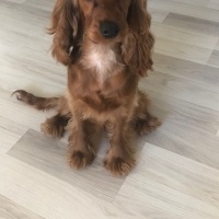 Amerikan Cocker Spaniel, Köpek  BALIM fotoğrafı