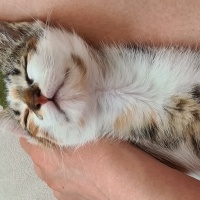 Tekir Kedi, Kedi  Mocha fotoğrafı