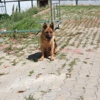 Alman Çoban Köpeği, Köpek  3 YENİ DOĞMUŞ ALMAN KURDU fotoğrafı