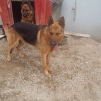 Alman Çoban Köpeği, Köpek  3 YENİ DOĞMUŞ ALMAN KURDU fotoğrafı