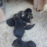 Alman Çoban Köpeği, Köpek  3 YENİ DOĞMUŞ ALMAN KURDU fotoğrafı