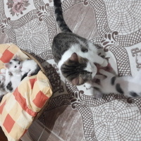 Tekir Kedi, Kedi  Zeytin fotoğrafı