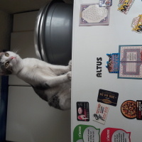 Tekir Kedi, Kedi  Zeytin fotoğrafı