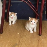Tekir Kedi, Kedi  Minnoşlar fotoğrafı