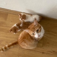 Tekir Kedi, Kedi  Minnoşlar fotoğrafı