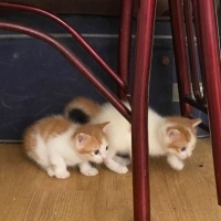 Tekir Kedi, Kedi  Minnoşlar fotoğrafı