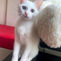 Van Kedisi, Kedi  Hera fotoğrafı