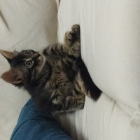 Tekir Kedi, Kedi  Misket fotoğrafı