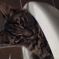 Tekir Kedi, Kedi  Misket fotoğrafı