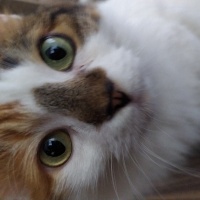 Tekir Kedi, Kedi  Defne fotoğrafı