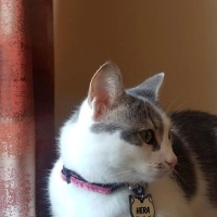 Tekir Kedi, Kedi  Hera fotoğrafı
