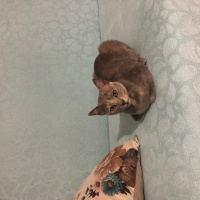Mavi Rus, Kedi  Şanslı fotoğrafı