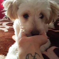 Maltese, Köpek  Çilek  fotoğrafı