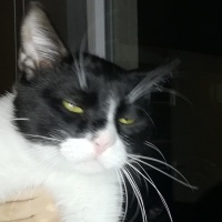 Tekir Kedi, Kedi  Müezza fotoğrafı