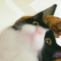 Tekir Kedi, Kedi  Müezza fotoğrafı