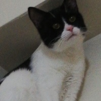 Tekir Kedi, Kedi  Müezza fotoğrafı