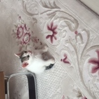 Tekir Kedi, Kedi  pati fotoğrafı