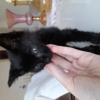 Tekir Kedi, Kedi  GECE fotoğrafı