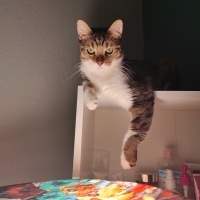 Tekir Kedi, Kedi  MUFFİN fotoğrafı
