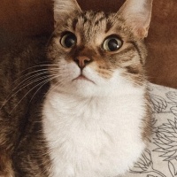 Tekir Kedi, Kedi  MUFFİN fotoğrafı