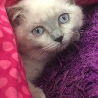 Scottish Fold, Kedi  Lord Alpha fotoğrafı