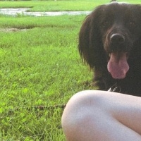 Amerikan Cocker Spaniel, Köpek  Şans fotoğrafı