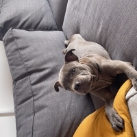 Staffordshire Bull Terrier, Köpek  Jason Bold fotoğrafı