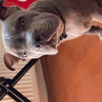 Staffordshire Bull Terrier, Köpek  Jason Bold fotoğrafı