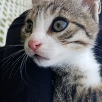 Tekir Kedi, Kedi  Aragog, sis coconat fotoğrafı