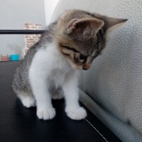 Tekir Kedi, Kedi  Aragog, sis coconat fotoğrafı