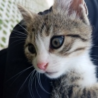 Tekir Kedi, Kedi  Aragog, sis coconat fotoğrafı