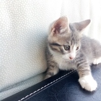 Tekir Kedi, Kedi  Aragog, sis coconat fotoğrafı