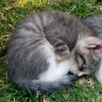 Tekir Kedi, Kedi  Aragog, sis coconat fotoğrafı