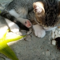 Tekir Kedi, Kedi  Aragog, sis coconat fotoğrafı