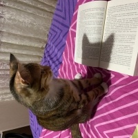 Tekir Kedi, Kedi  Şeker fotoğrafı